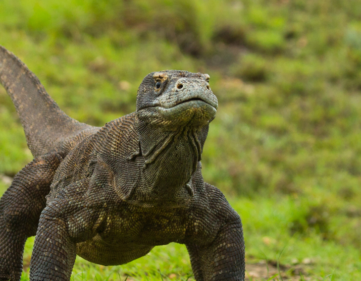 How To Book A Komodo National Park Tour?